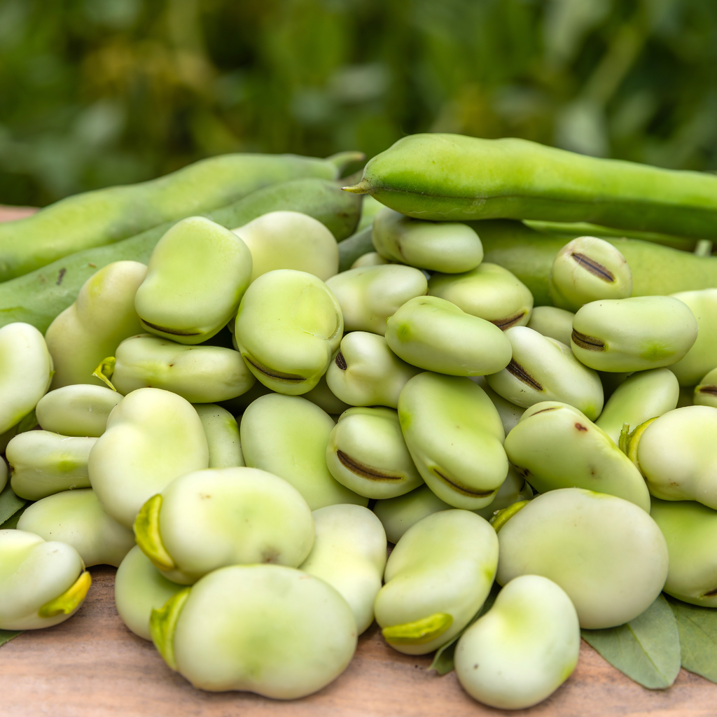 Broad Bean (Vicia faba)