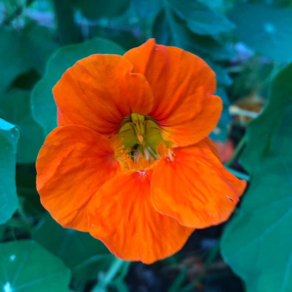 Capucine (Nasturtium)
