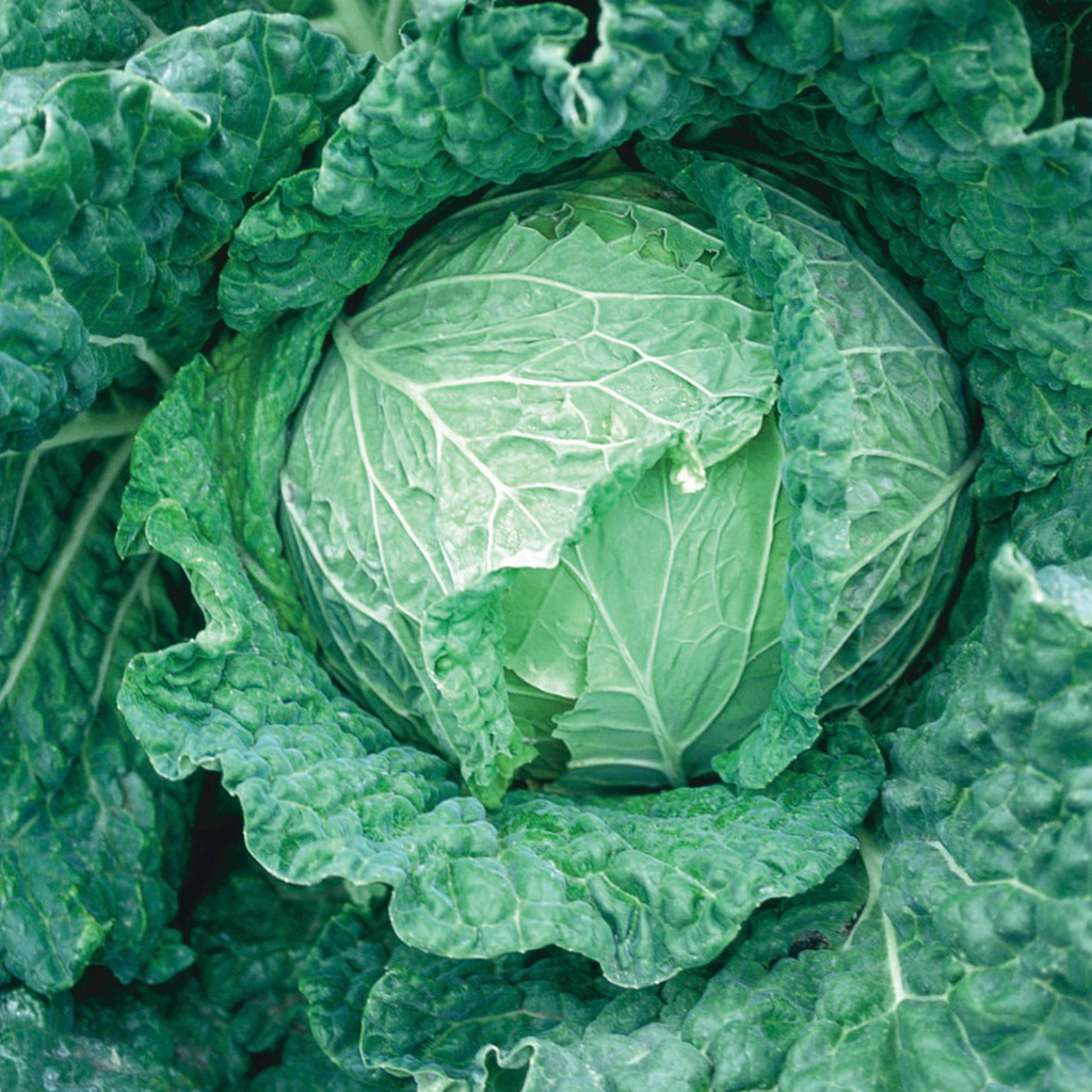Savoy cabbage (Brassica Oleracea var. Sabauda)