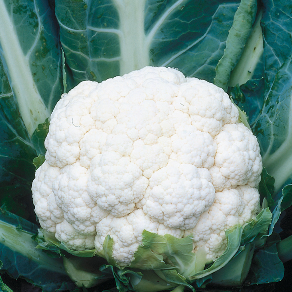 Chou-fleur (Brassica Oleracea)