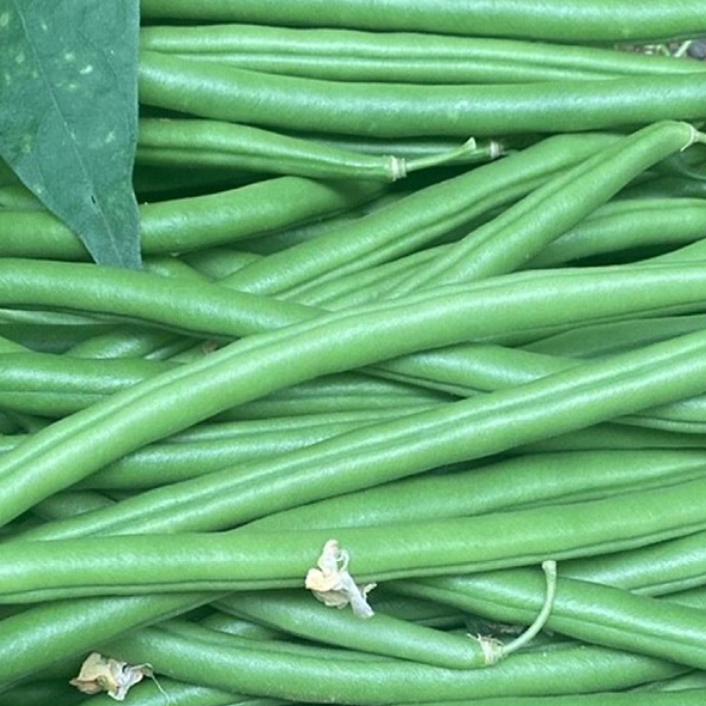 Pole Bean ''Seychelles'' (Phaseolus vulgaris)