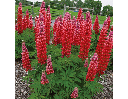 [189] Lupin Rose (Lupinus sp.)
