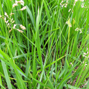 [B-08] Sweetgrass (Hierochloe odorata) (Tresse de foin d'odeur)