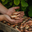[B-03] Saint-Anne shallots (Allium ascalonicum) (Bulbe mature)