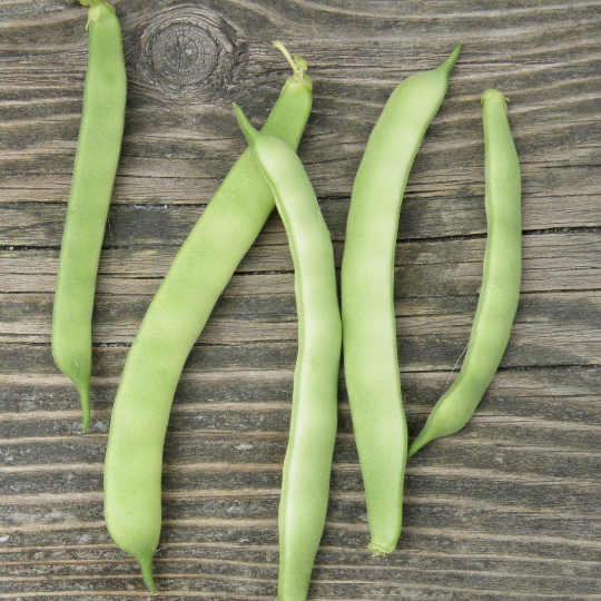 Kahnawake Mohawk Pole Bean (Phaseolus vulgaris)