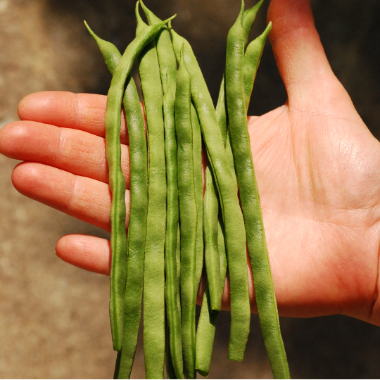 Haricot grimpant Mennonite (Phaseolus vulgaris)