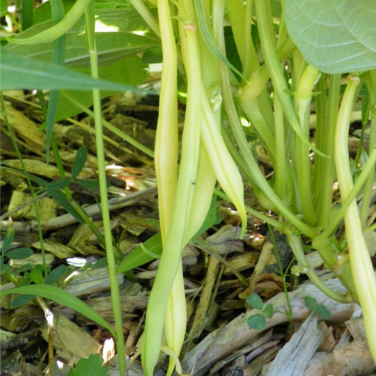 Beurre de Rocquencourt Bush Bean (Phaseolus vulgaris var. nana)