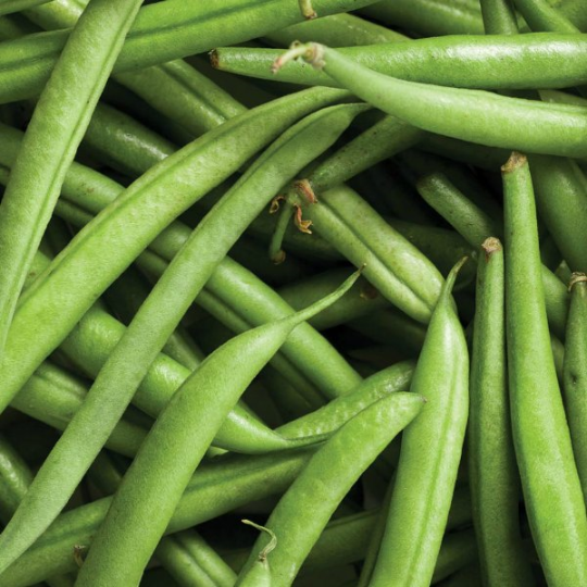 Dutch Princess Bush Bean (Phaseolus vulgaris)