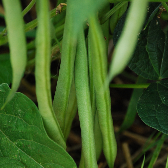 Haricot Apache (Phaseolus vulgaris)