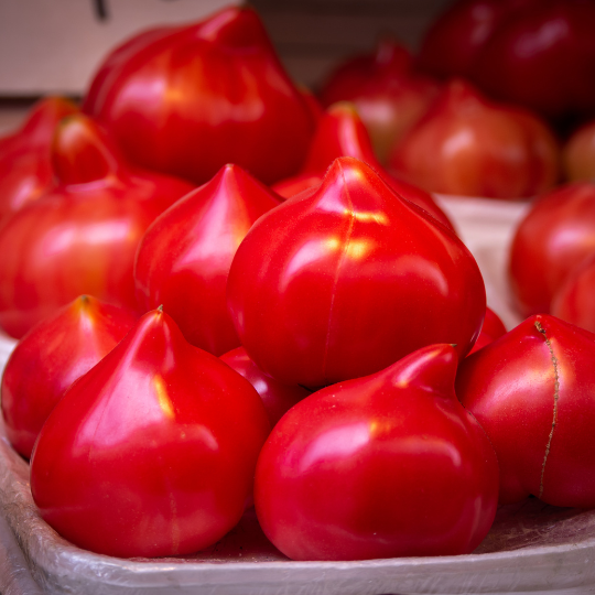 Téton de Vénus Tomato (Solanum lycopersicum)