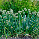 [141] ﻿Oignon Vivace (Allium cepa)﻿