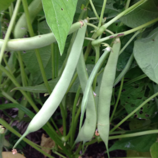 Haricot nain Famille Boucher  (Phaseolus vulgaris)