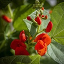 [067] Scarlet runner Pole Bean (Phaseolus coccineus)