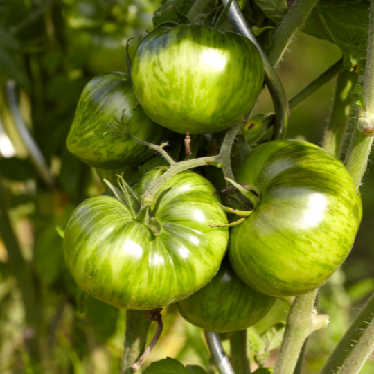 Tomate Green Zebra (Solanum lycopersicum)