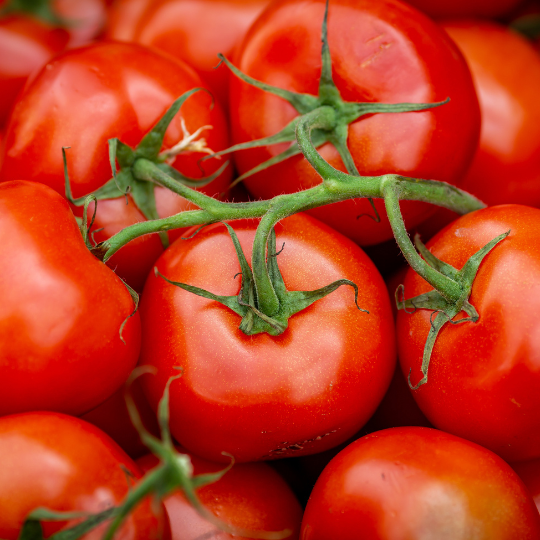 Plourde tomato (Solanum lycopersicum)