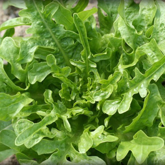 Cressonette Marocaine Lettuce (Lactusa Sativa)