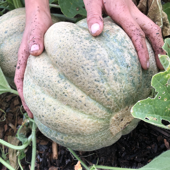 Montreal Melon (Cucumis melo)