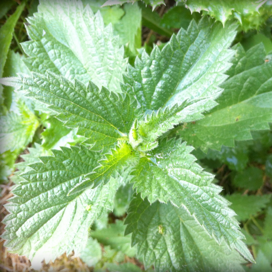 Ortie (Urtica dioica)