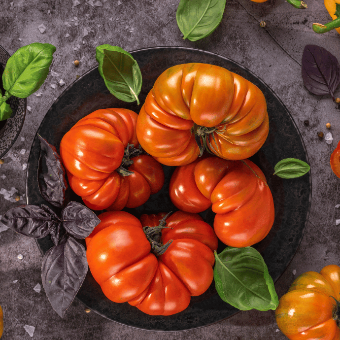 Tomate Mémé de Beauce (Solanum lycopersicum)﻿