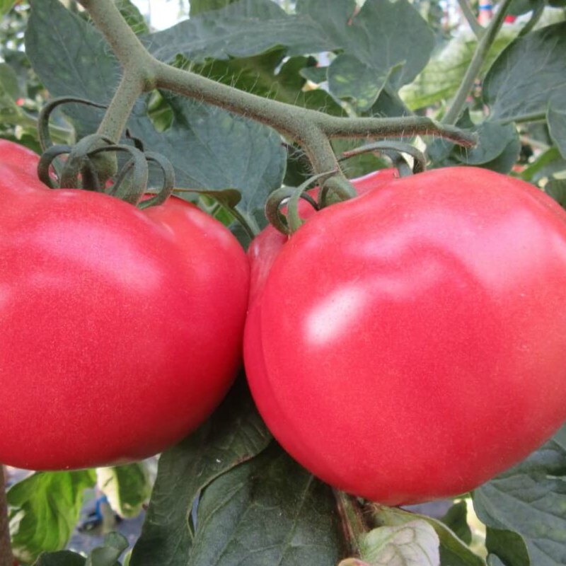 Savignac tomato (Solanum lycopersicum)