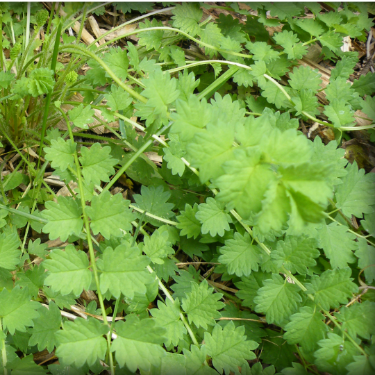 Burnet (Sanguisorba minor)