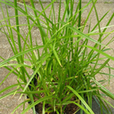 [208] Souchet comestible Spanish (Cyperus esculentus)