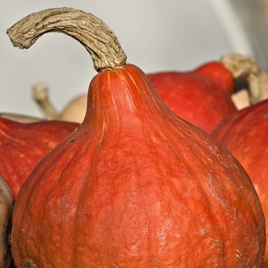 Squash Boston Marrow (Cucurbita maxima)