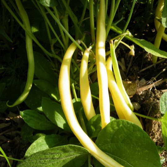 Beurre à Graine Noire Bush Bean (Phaseolus vulgaris)