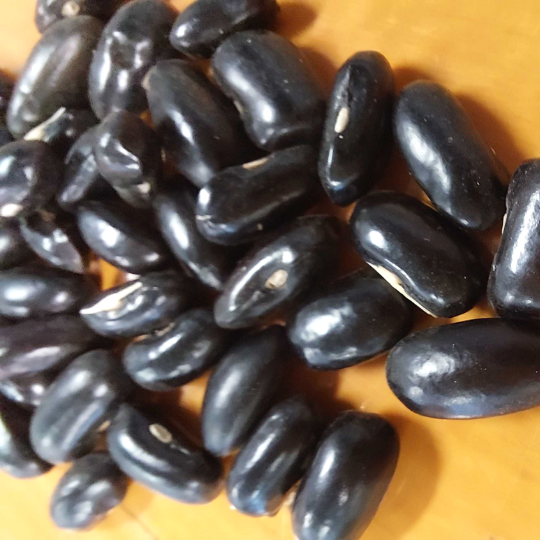 Black Seed Butter Bean (Phaseolus vulgaris)