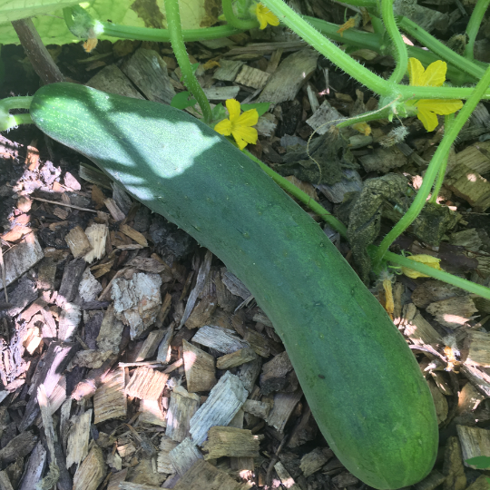 Cucumber Aunt Alice (Cucumis sativus)