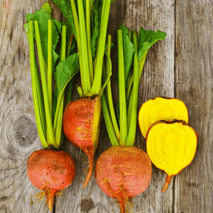 Betterave Touchstone Gold (Beta vulgaris)﻿