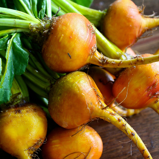 Touchstone Gold Beet (Beta Vulgaris)