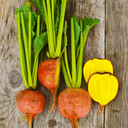 [033] ﻿Betterave Touchstone Gold (Beta vulgaris)﻿