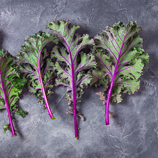 Kale Red Russian (Brassica oleracea var. acephala laciniata)