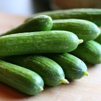 Lebanese Green (Cucumis sativus)
