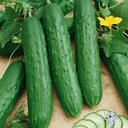 [062] ﻿Concombre libanais(Cucumis sativus)﻿