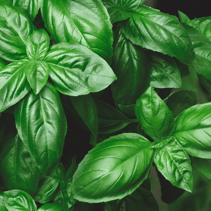 Basilic Genovese (Ocimum basilicum)﻿