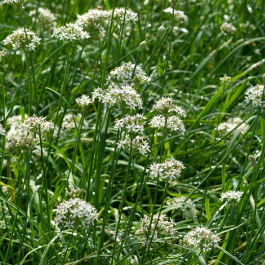 Ciboulette à l’ail (Allium tuberosum)