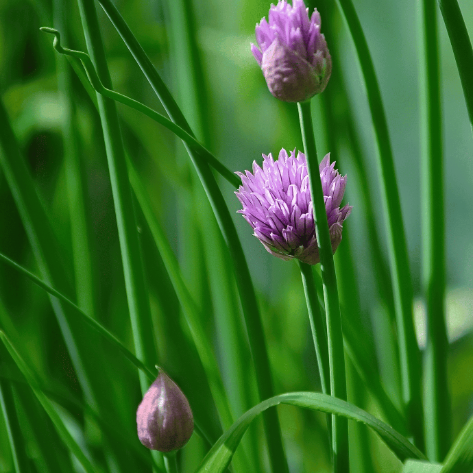 Ciboulette commune (Allium schoenoprasum)﻿