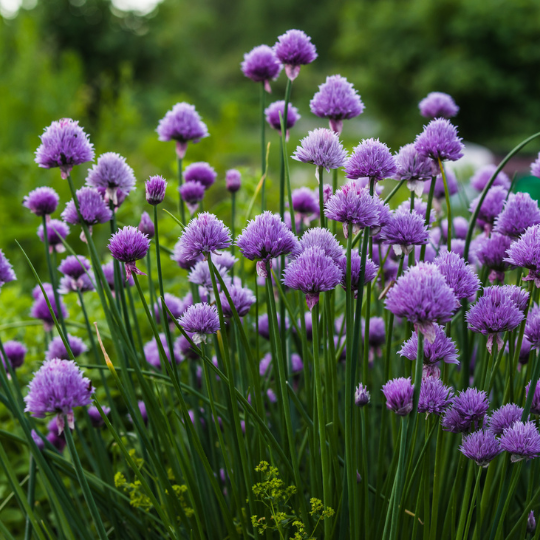 Ciboulette commune (Allium schoenoprasum)