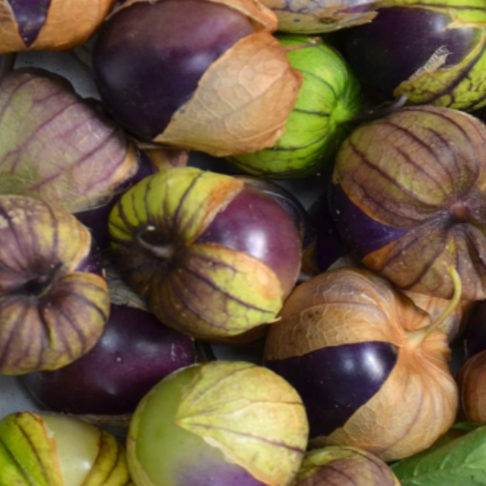 Tomatillo (Physalis ixocarpa)