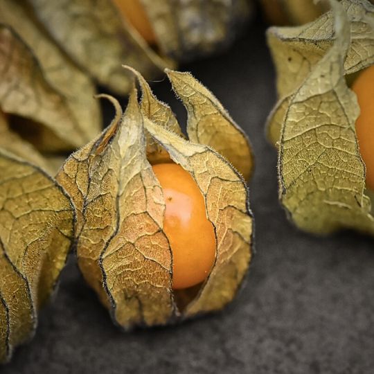 Cerise de terre Golden Husk (Physalis pruinosa)