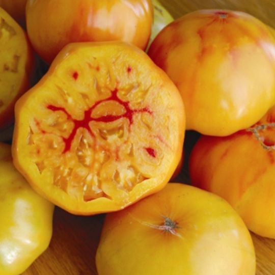 Gold Medal Tomato (Solanum lycopersicum)