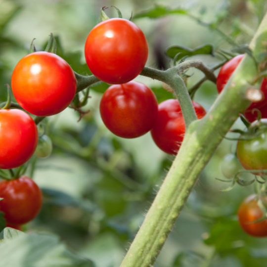 Tomate Petit Moineau (Solanum pimpinellifolium)