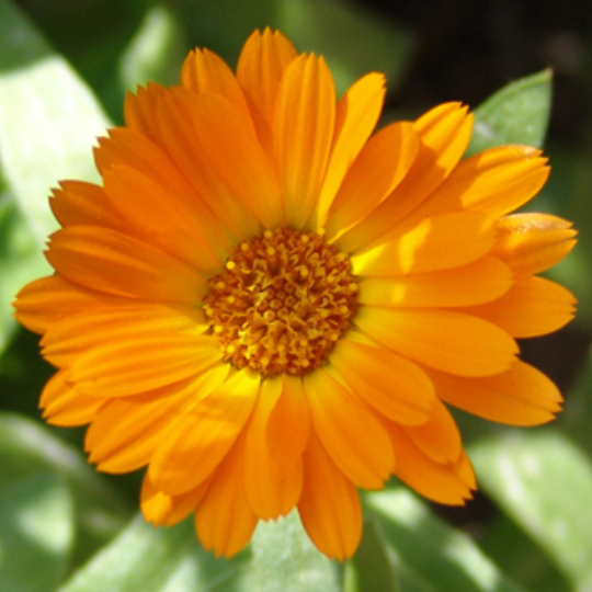 Calendula (Calendula officinalis)