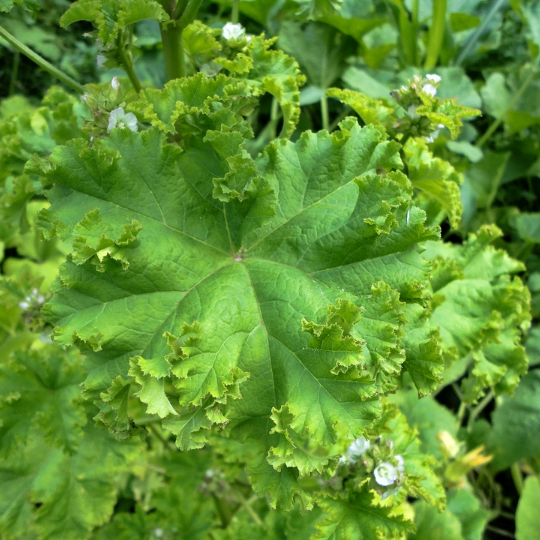 Curly Mallow (Malva verticillata var. crispa)