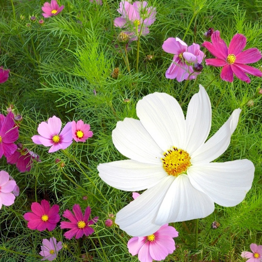 Cosmos (Cosmos bipinnatus)