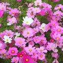 [069] Cosmos ''Sensation Mix'' (Cosmos bipinnatus)