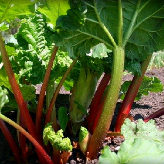 Rhubarb (Rheum rhabarbarum)