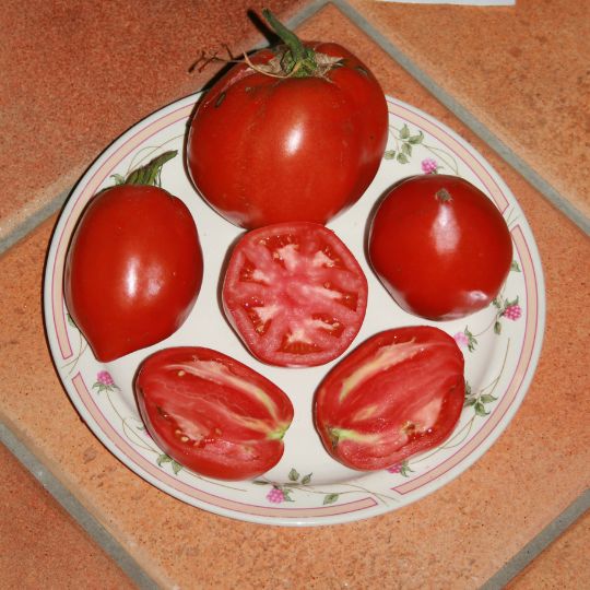 Espagnol Lefebvre Tomato (Solanum lycopersicum)